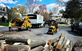 Best Tree and Shrub Care  in Ball Pond, CT