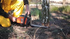 Best Root Management and Removal  in Ball Pond, CT