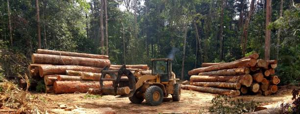 How Our Tree Care Process Works  in  Ball Pond, CT