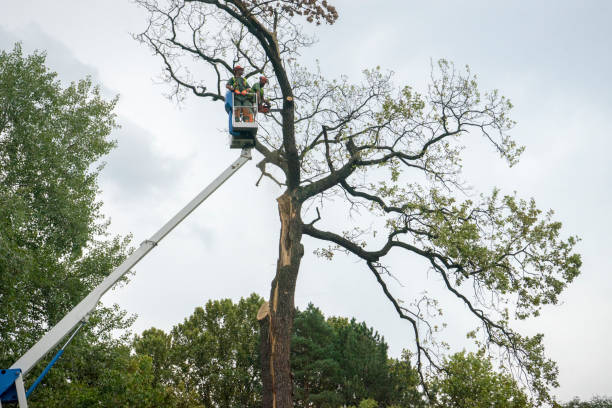 Best Arborist Consultation Services  in Ball Pond, CT