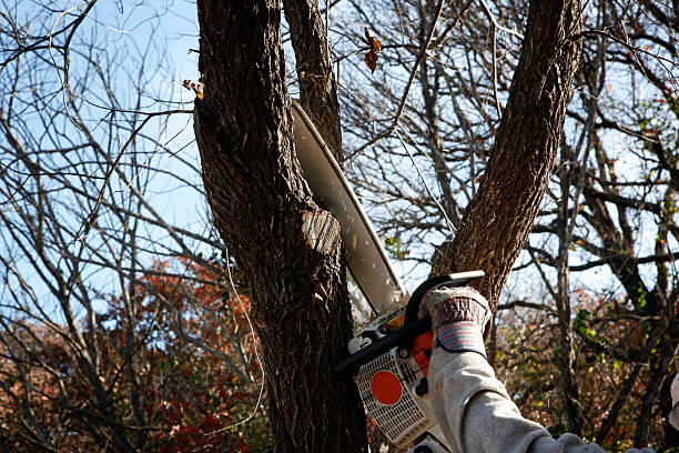 Best Tree Cabling and Bracing  in Ball Pond, CT