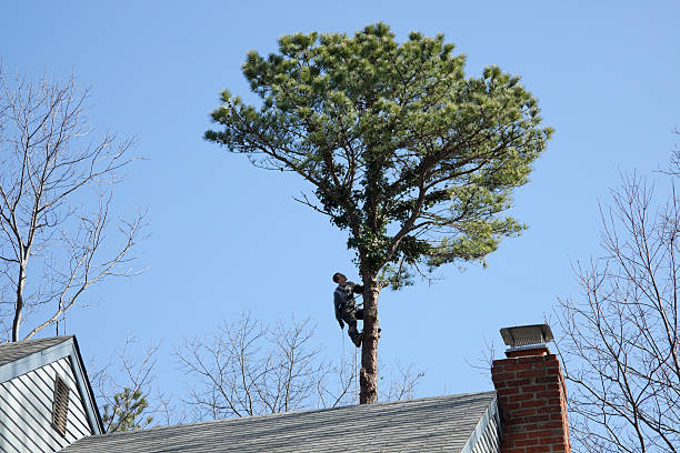 Professional Tree Care in Ball Pond, CT