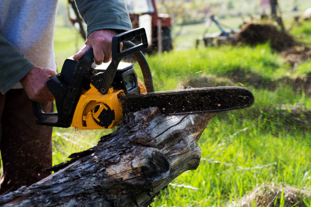 Best Storm Damage Tree Cleanup  in Ball Pond, CT